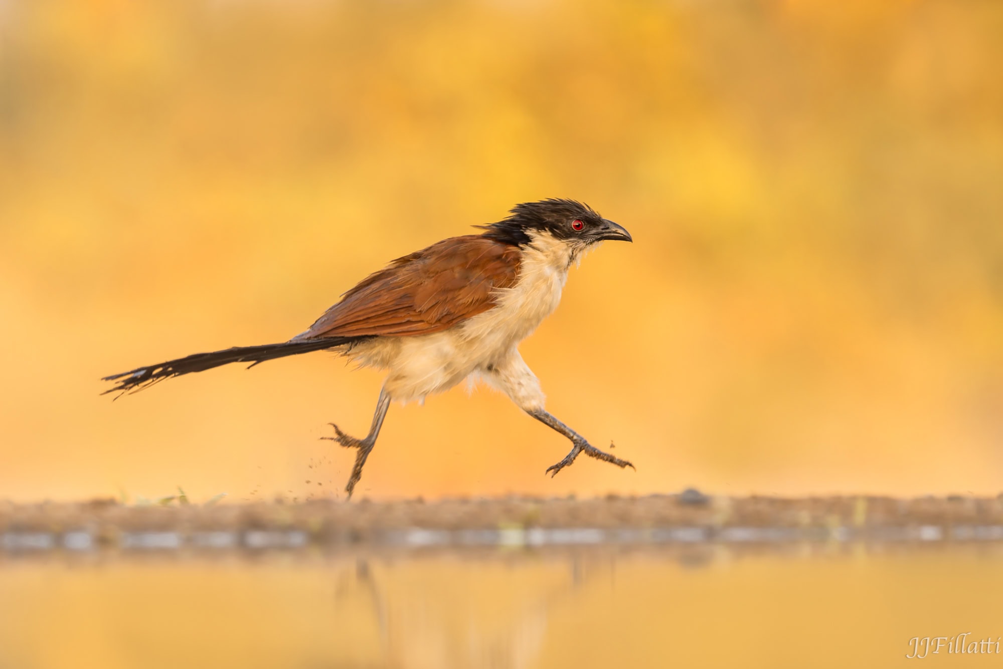 wildlife of Zimanga image 36